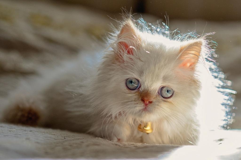 喜马拉雅猫的明亮的猫
