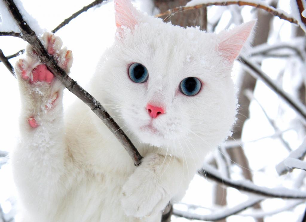在灌木丛中的白色蓝眼睛的猫
