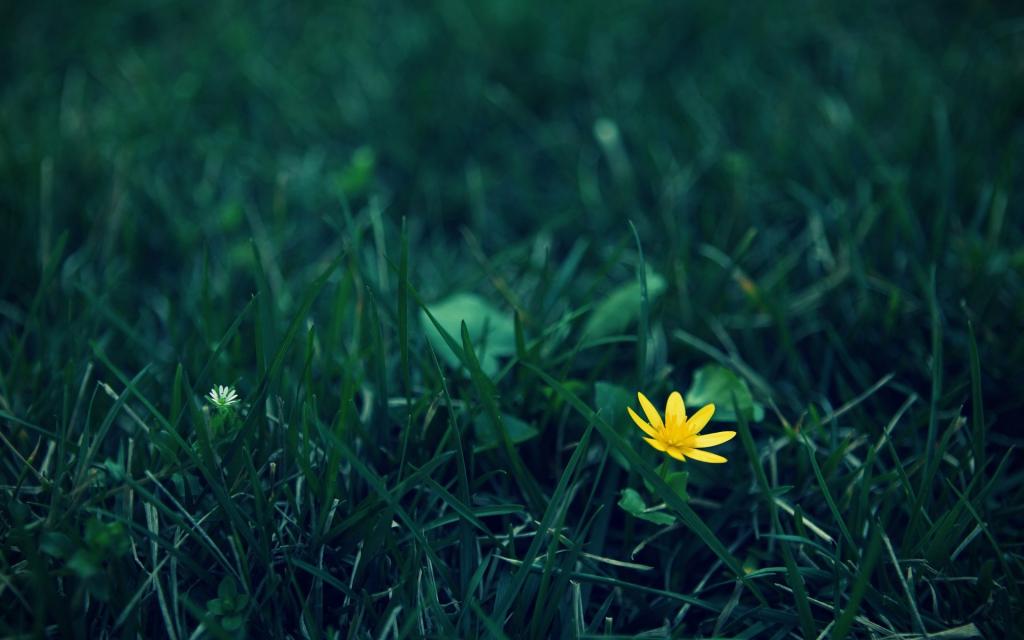 孤独的黄色的花