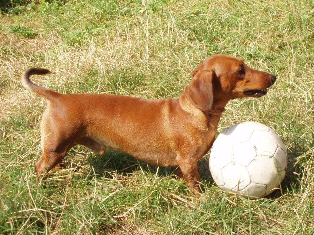 腊肠狗踢足球