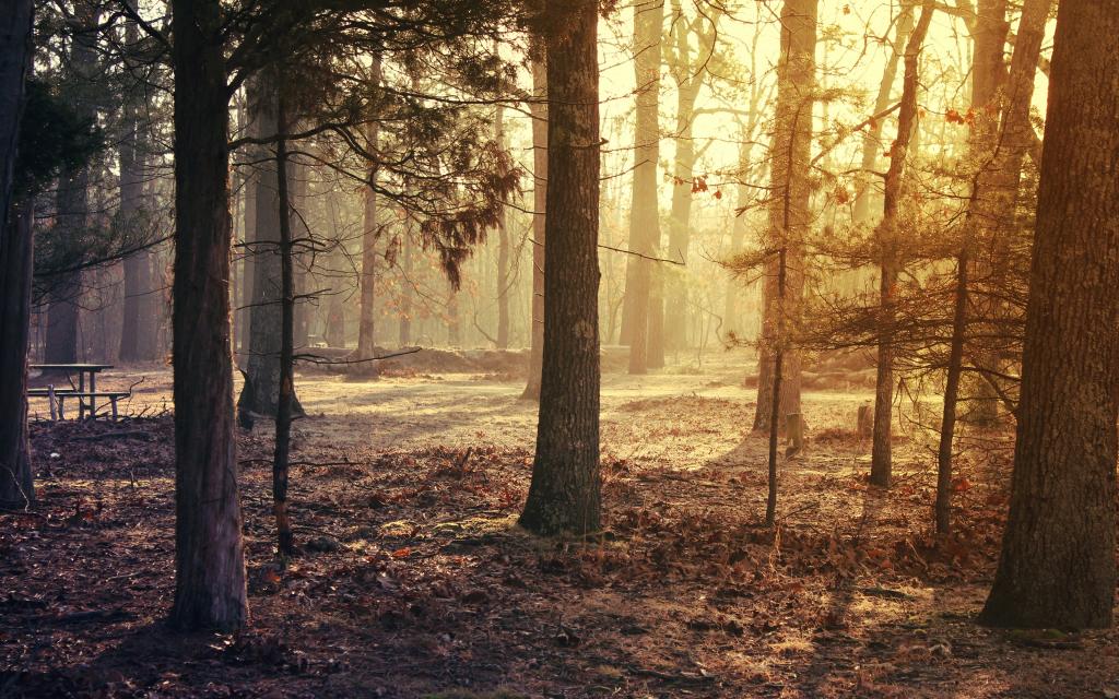美丽的森林在清晨