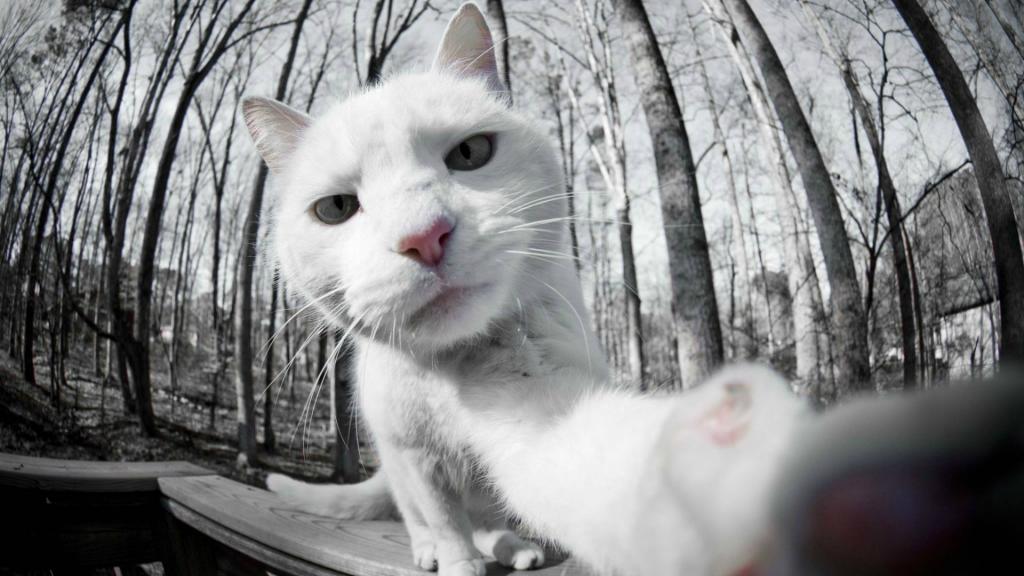 自拍照白色的猫