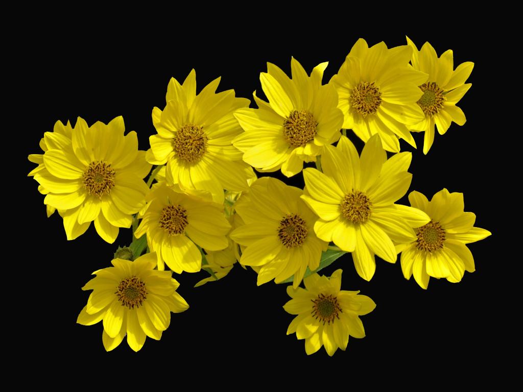 在黑色背景上的黄色花卉植物