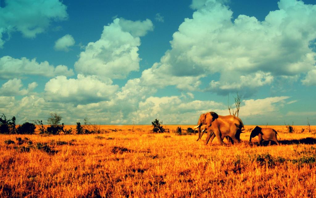 在大草原的大象