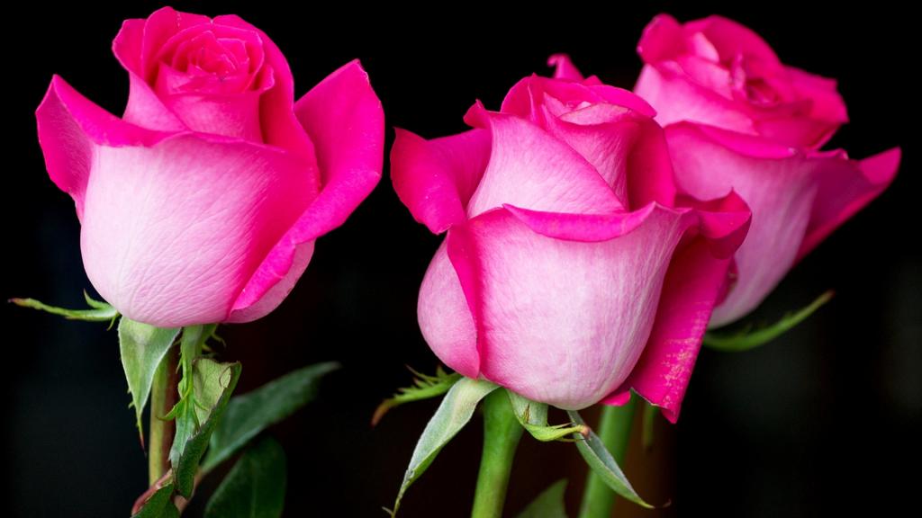 在黑色背景上的三个美丽的粉红玫瑰