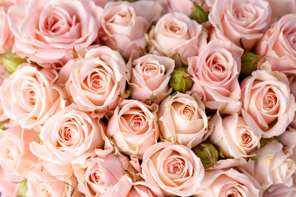 粉红玫瑰特写的花束