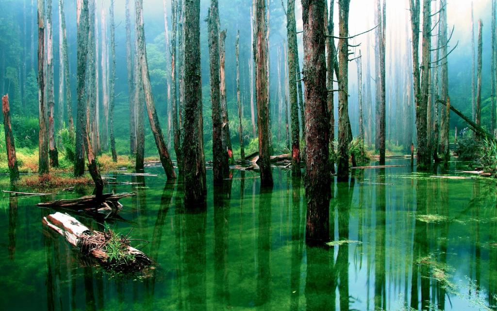 森林里充满了绿水
