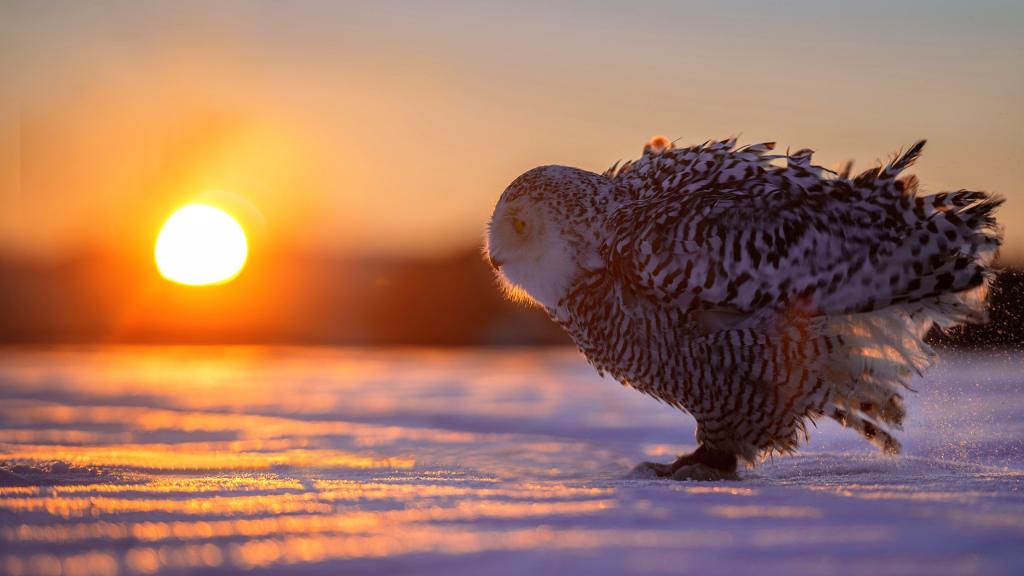 猫头鹰在日落时在阳光下的雪