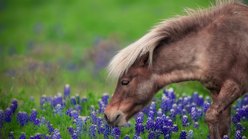 一匹棕色的马走着蓝色的花朵