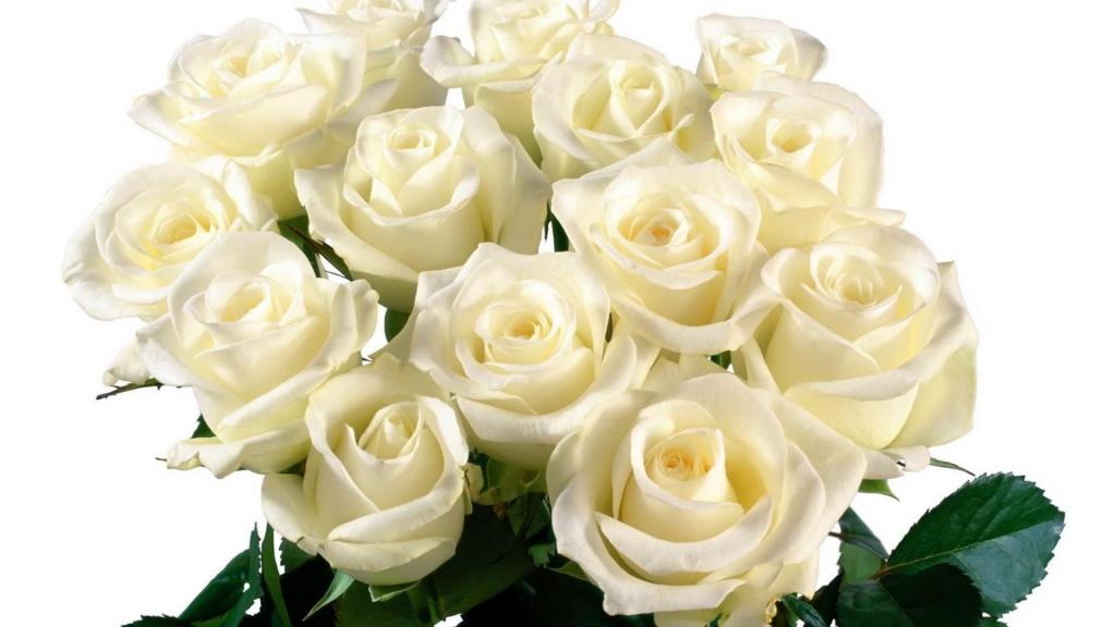 美丽的白玫瑰，在白色背景上