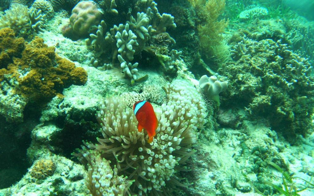 鱼之间的珊瑚