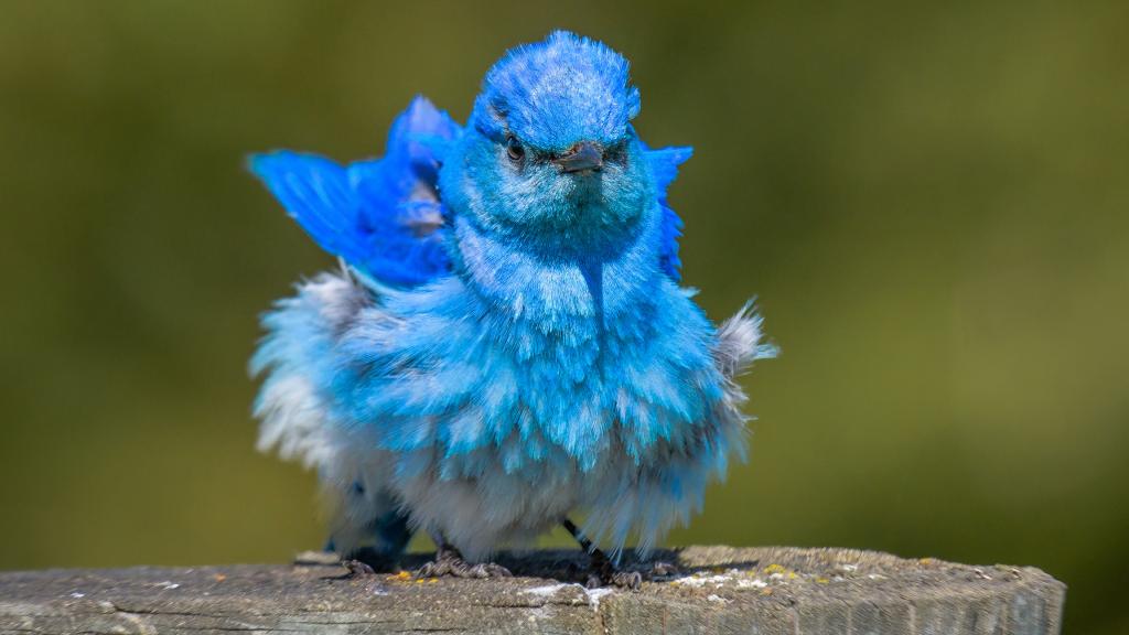 蓝色小鸟Sialia