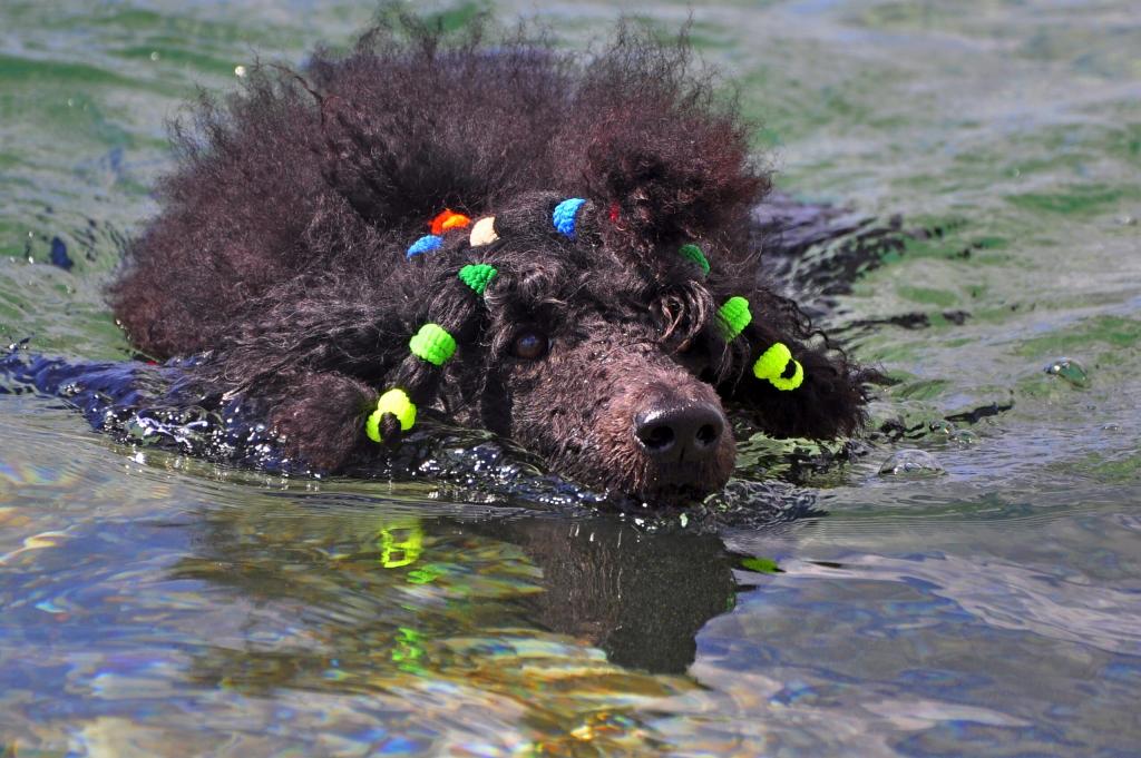 黑狮子狗游泳