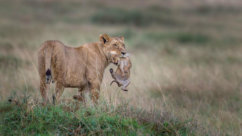 母狮在牙齿中抱着一只幼崽