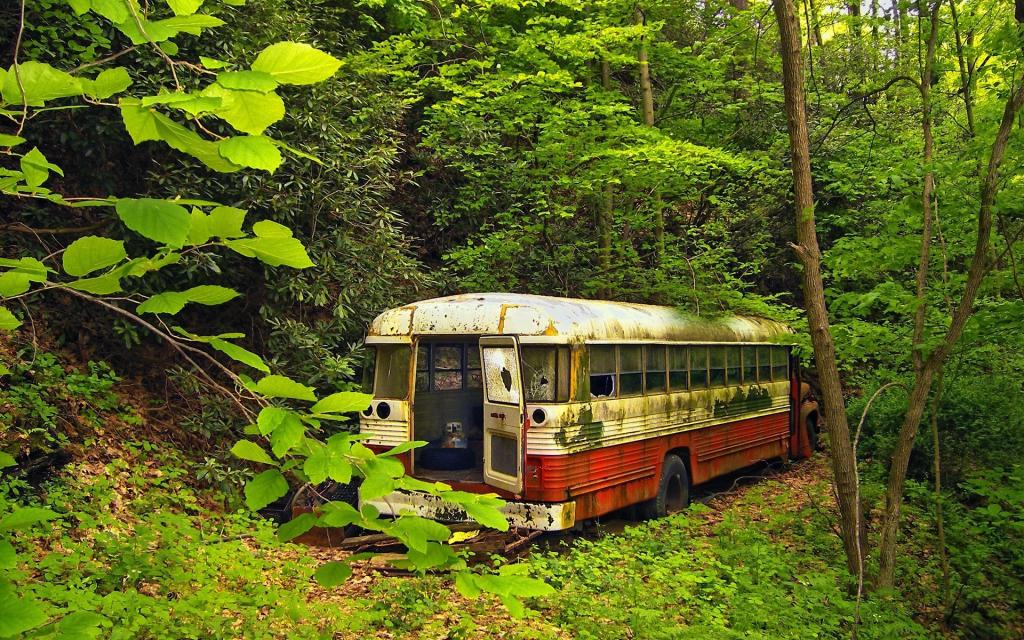 在丛林生锈的巴士