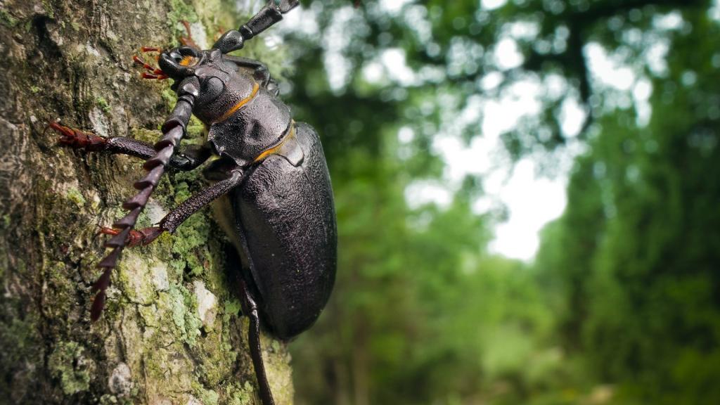 一只巨大的黑甲虫沿着树干爬行