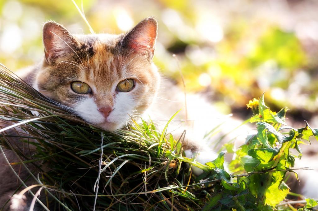 表情美丽的猫躺在草地上
