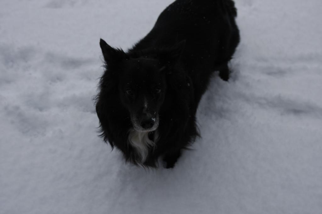 黑狗站在雪地里
