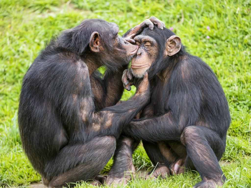 黑猩猩甜美的夫妇