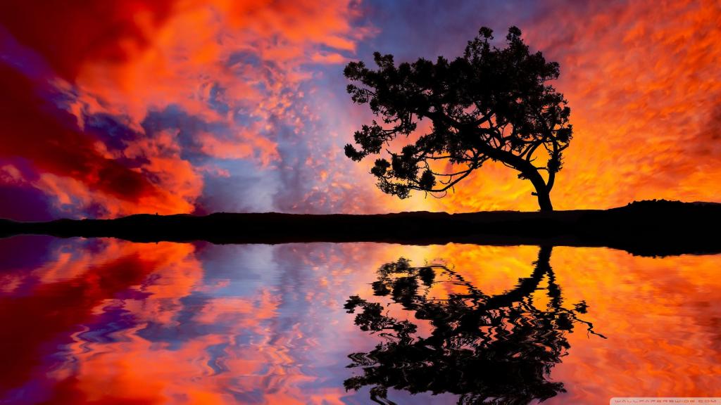 一棵树的剪影以红色云彩为背景