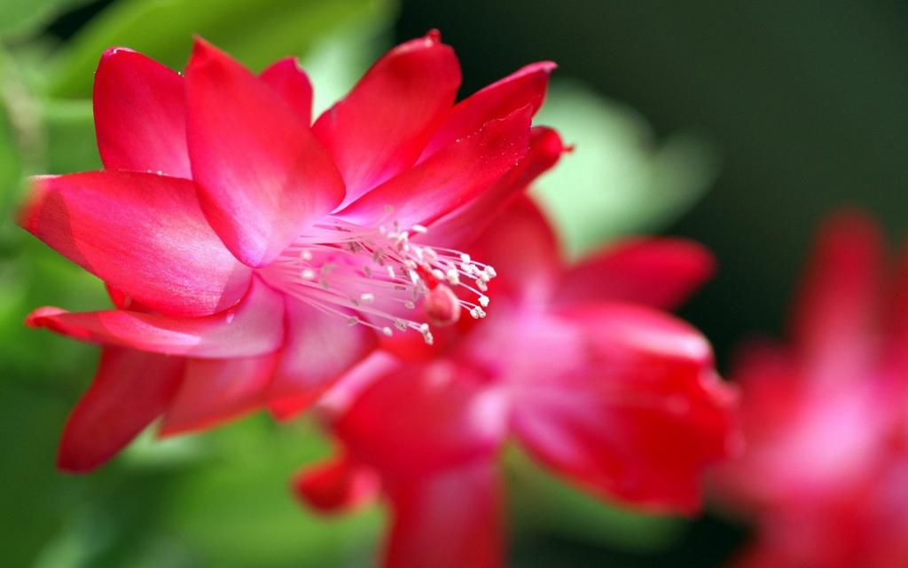 红色的花朵与娇嫩的花瓣