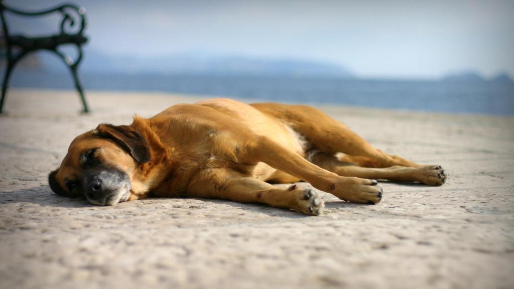 狗睡在海滨
