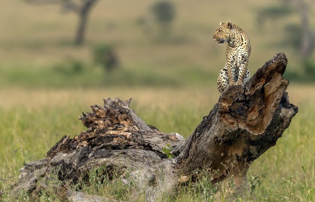 一只美丽的豹子正坐在干燥的sn。上
