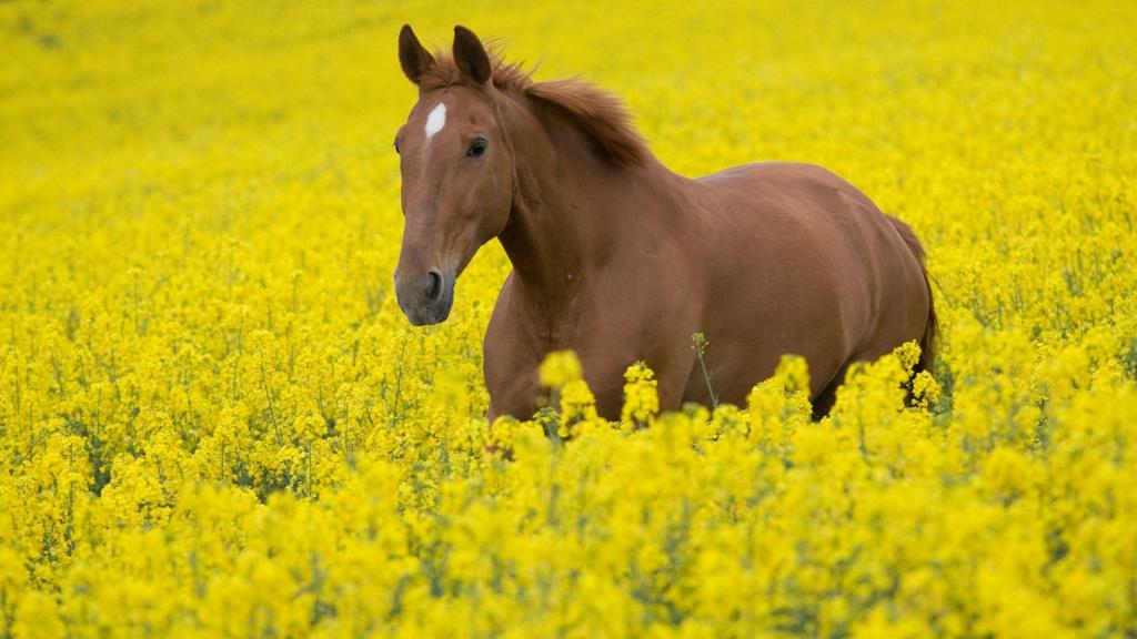 马在黄色的颜色