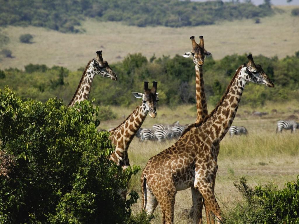 在马赛马拉/肯尼亚/非洲长颈鹿/狩猎