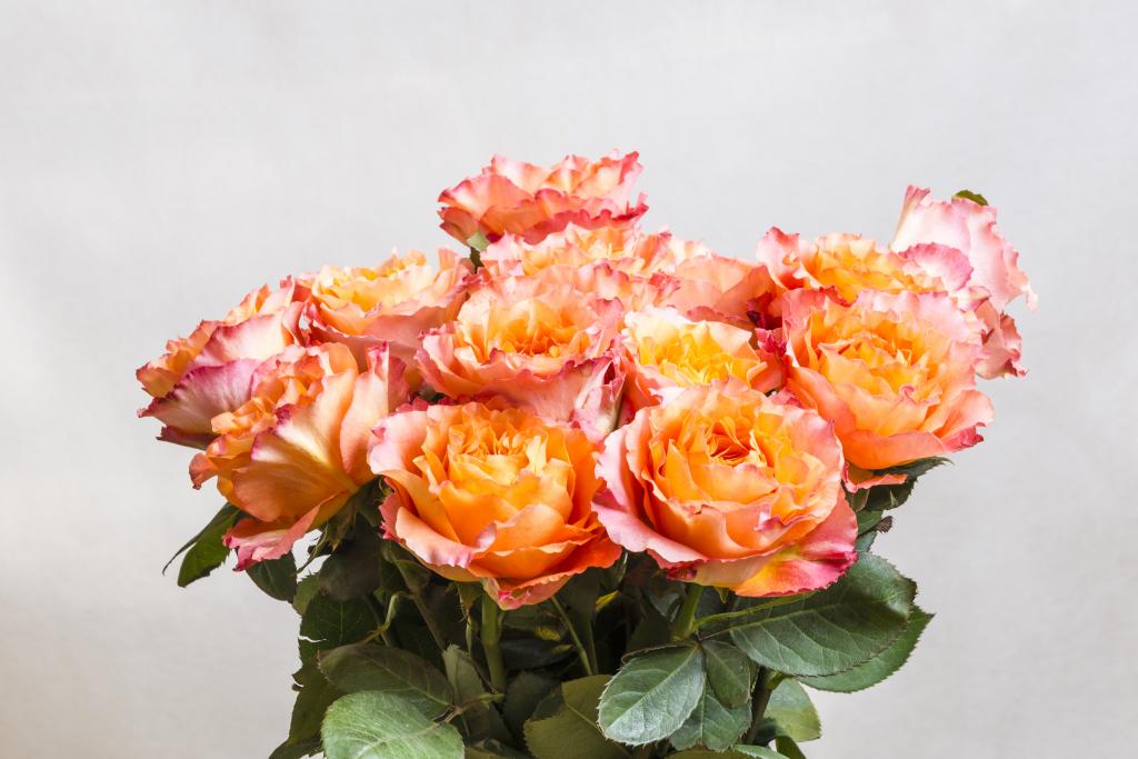 美丽的橙色玫瑰花束在灰色的背景上