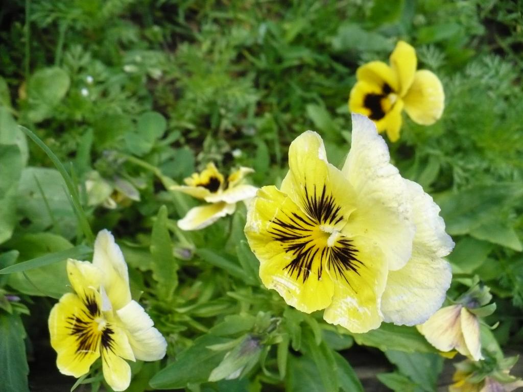 明亮美丽的黄色三色堇花