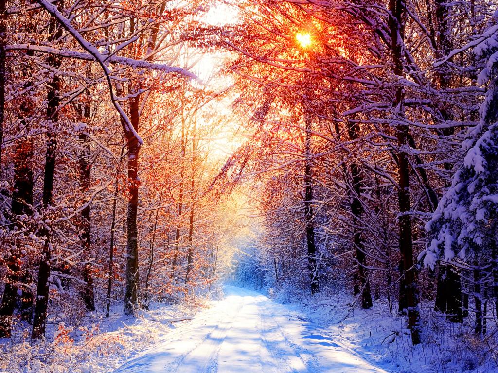 冬天在森林里阳光灿烂的日子