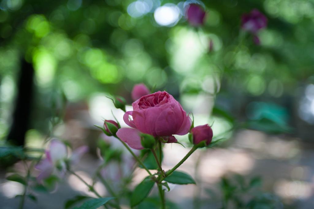 一个年轻的玫瑰花蕾