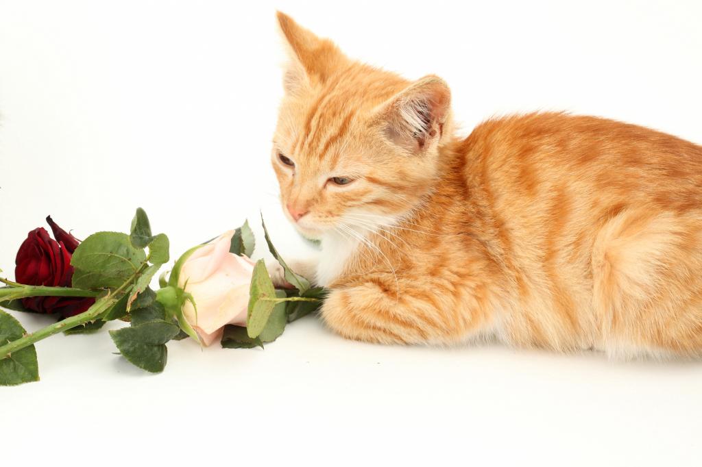 可爱的红色小猫，白色背景上的玫瑰
