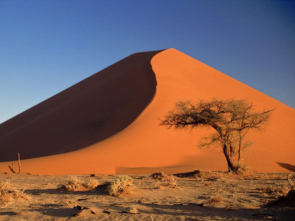 沙丘和金合欢树/纳米布沙漠/纳米比亚/非洲