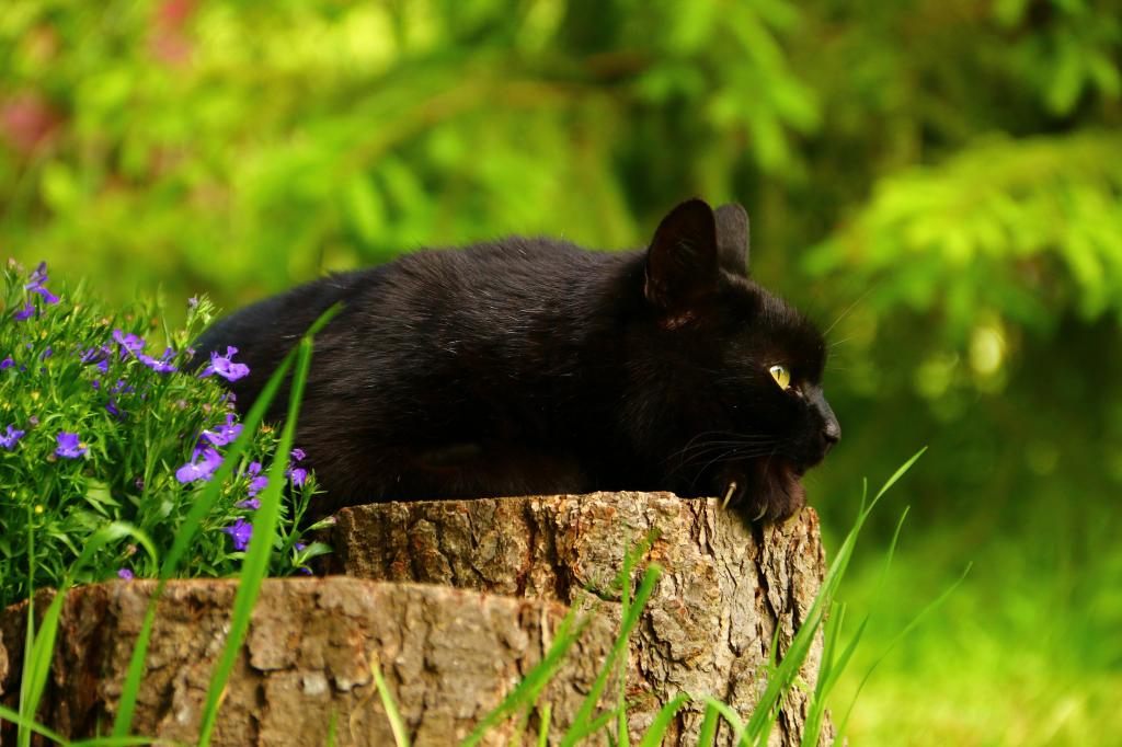 一只美丽的黑猫躺在一个树桩上