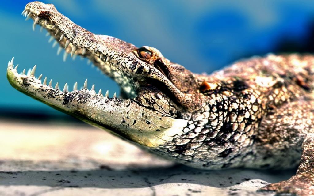 年轻的鳄鱼显示牙齿