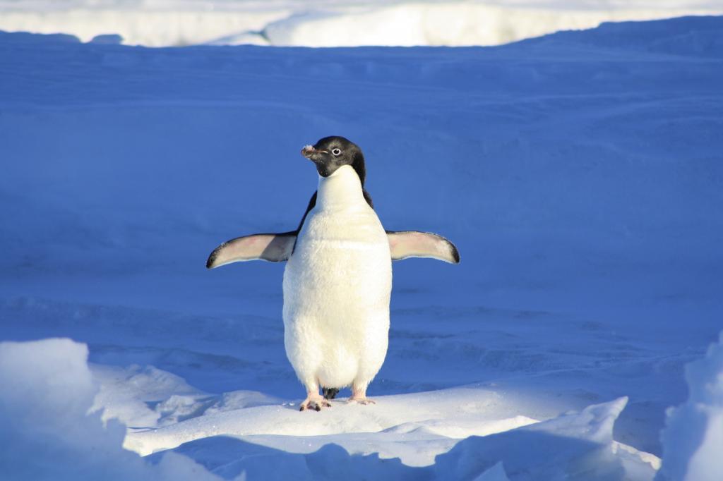 一只可爱的小企鹅正站在雪地上
