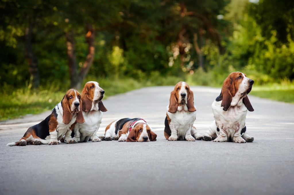 巴塞特猎犬家族坐在路上