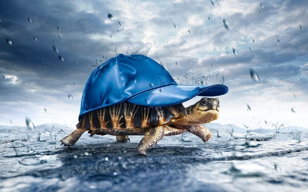 乌龟在雨中