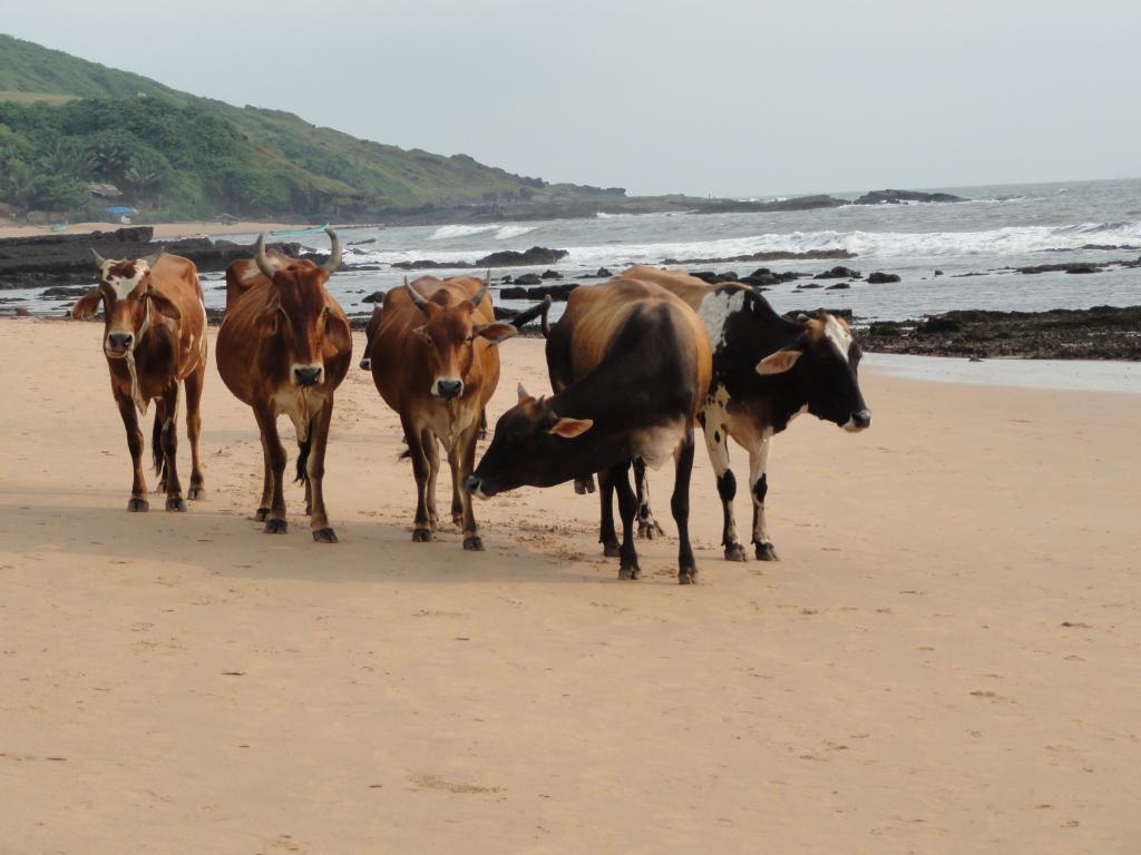 在安朱纳的海滩上的奶牛