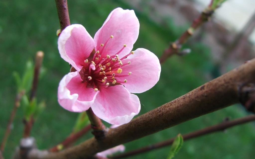 春天粉红色的花