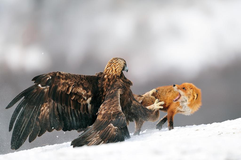老鹰攻击了狐狸