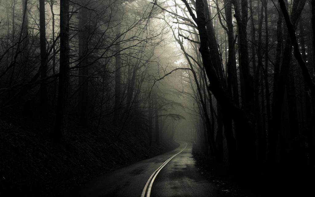 道路，雾，在森林里的道路