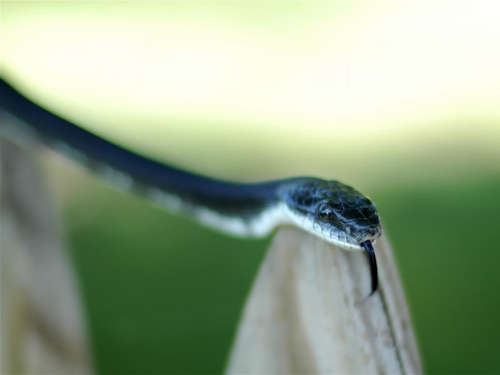 蛇伸出舌头