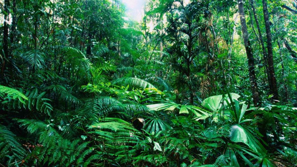 热带雨林壁纸电脑桌面图片