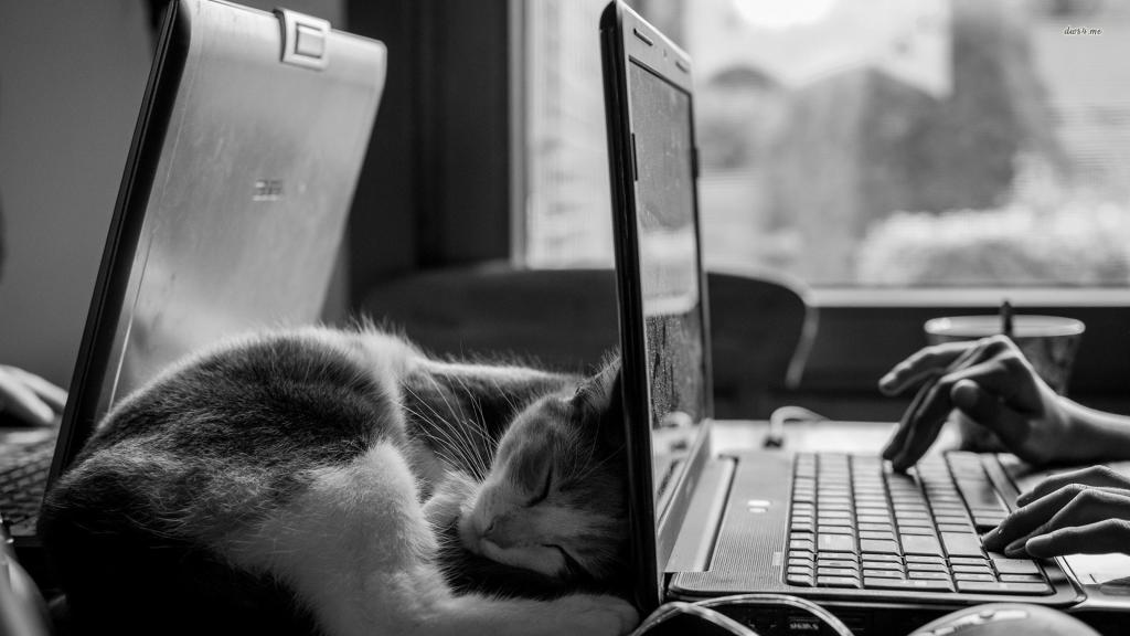 猫睡在惠普笔记本电脑