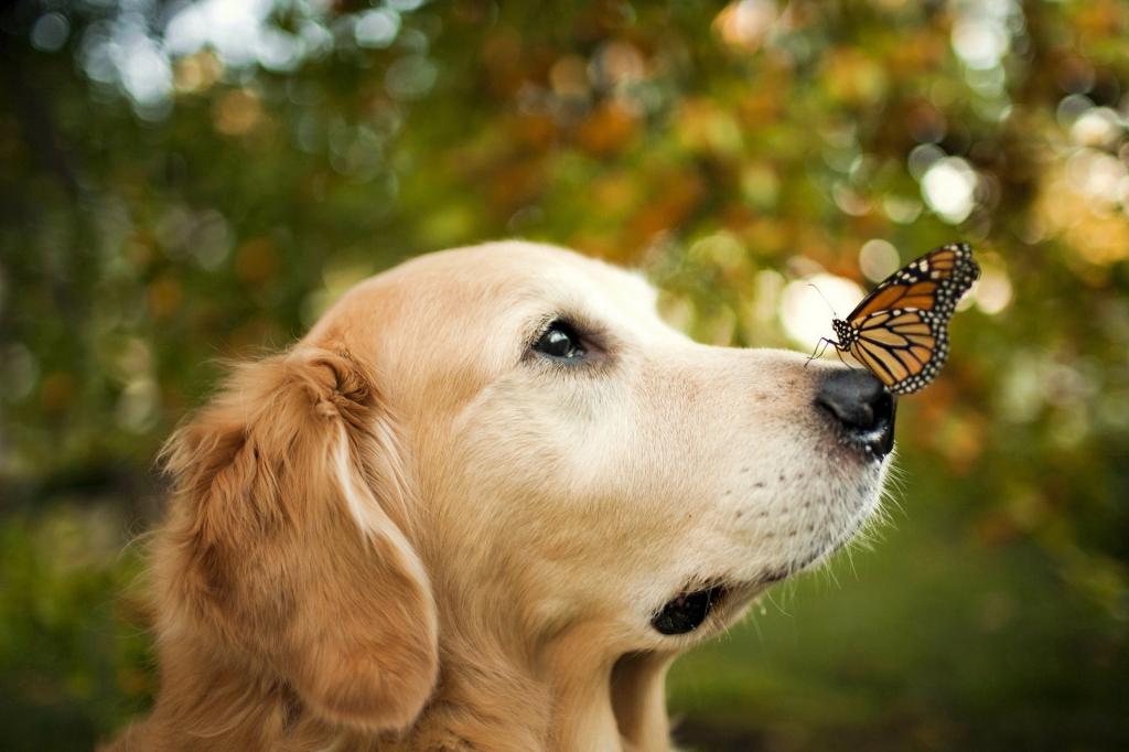 蝴蝶在一只狗的鼻子上