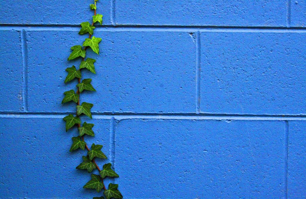 植物在墙上