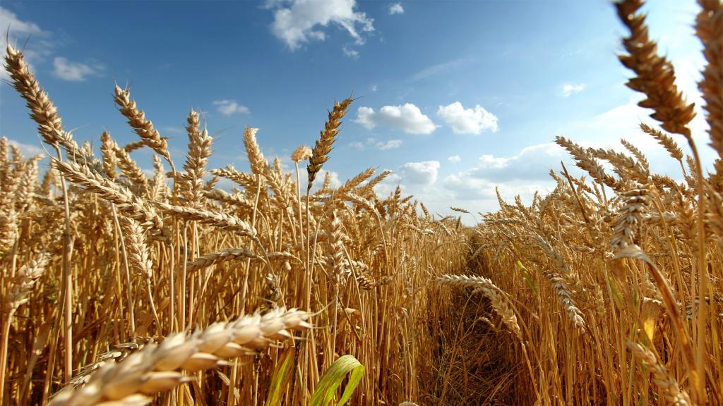 八月天空下的成熟小麦